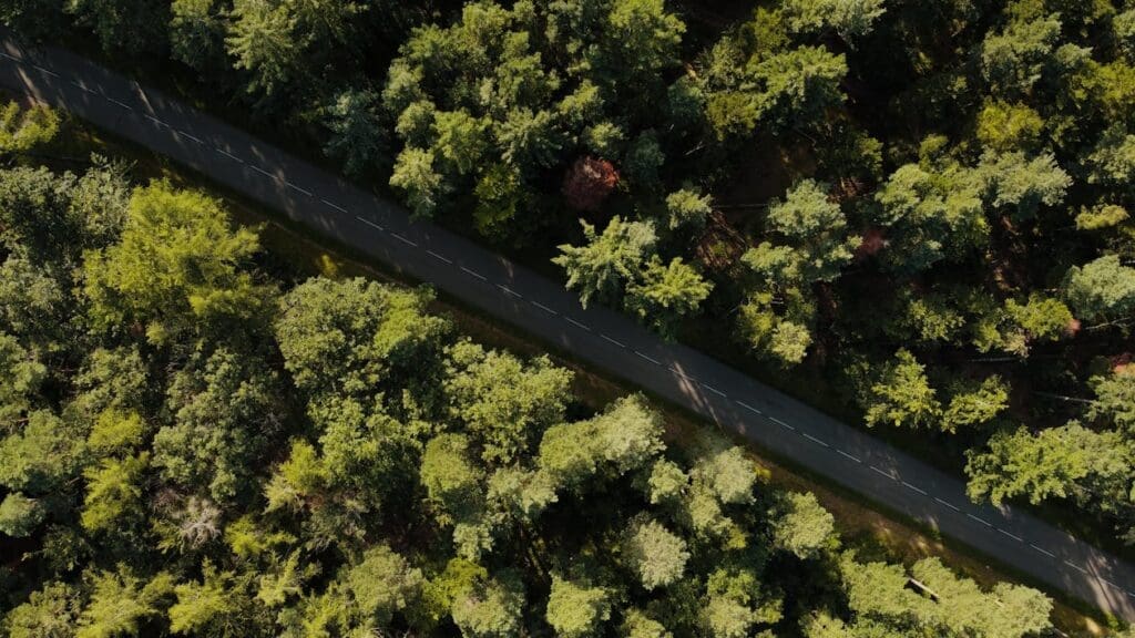 A paved road passing through forest in the mountains.